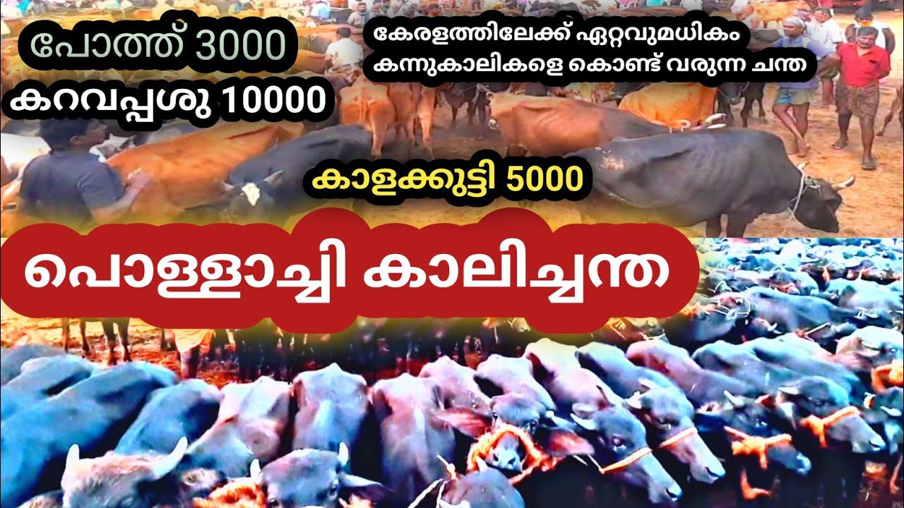 പൊള്ളാച്ചി മാട് മാർക്കറ്റിൽ വൻ വിലക്കുറവ് l Pollachi cattle market l Murah buffalo l HF പശുക്കൾ