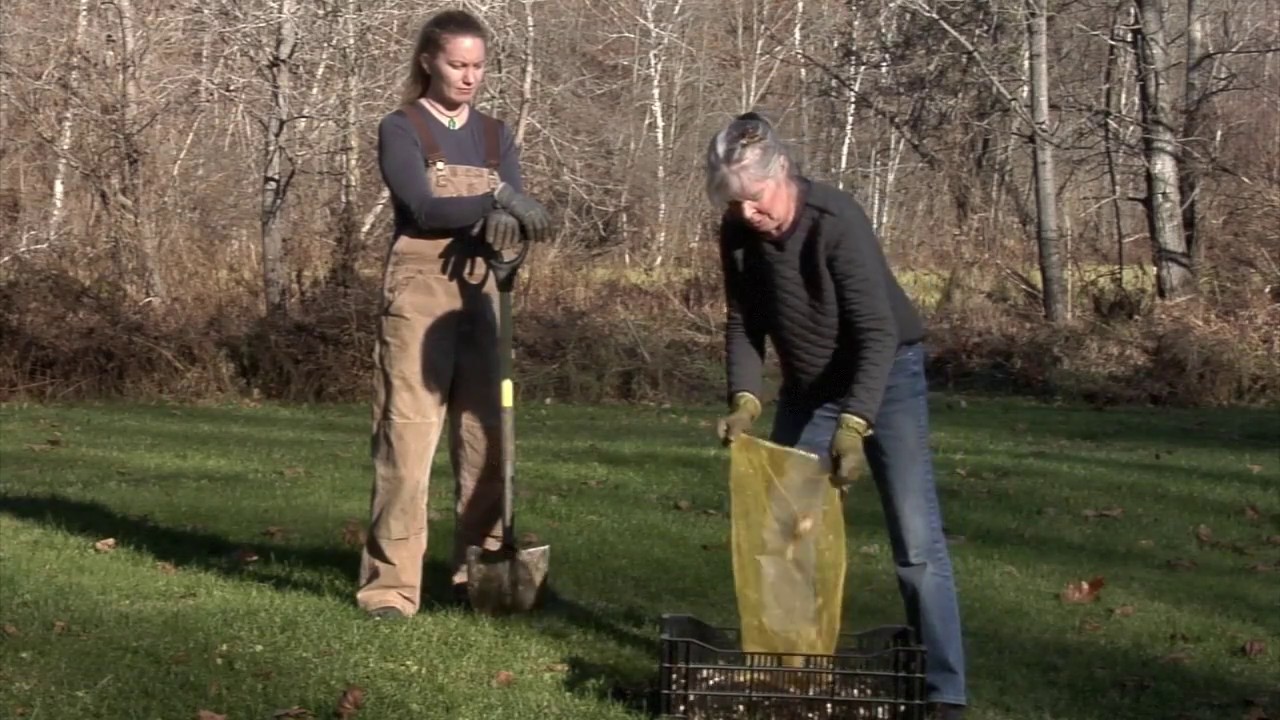 How To Naturalize Daffodils in Grass