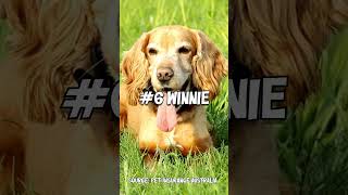 Top 10 Most Popular Female Dog Names in Australia 2024! 🐶