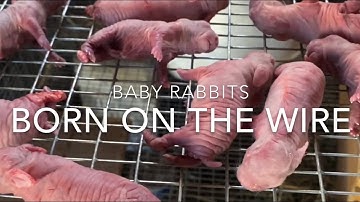Baby Rabbits Born on the wire