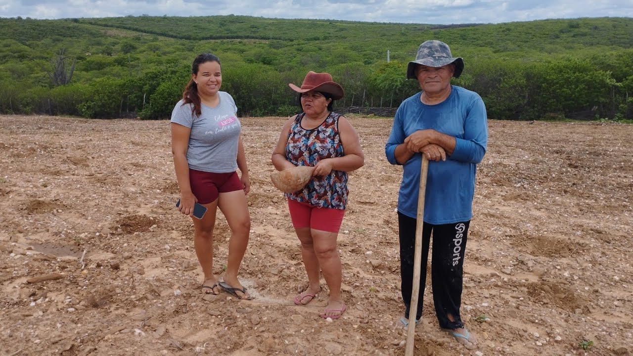 VEJA COMO ESTÁ O ROÇADO DEPOIS DAS CHUVAS NO SERTÃO PERNAMBUCANO 