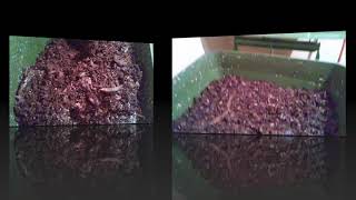 Feeding & Aerating My Hungry Bin Worms