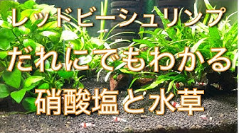 水草 Youtube