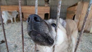 Чемпионат мира начался с траура по убитым животным Чемпионат мира начался с траура по убитым животным