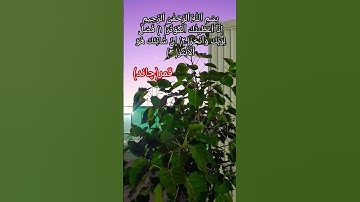 #islam #quran #allah🎉سورة الكوثر😍Surah Al-Kawthar