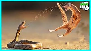 Cobra Filipina - Así Es Su Veneno - 100%Jc