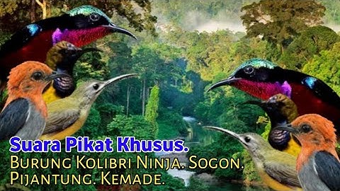 Suara Pikat Burung KOLIBRI NINJA. SOGON. PIJANTUNG. KEMADE. Anti JONK..
