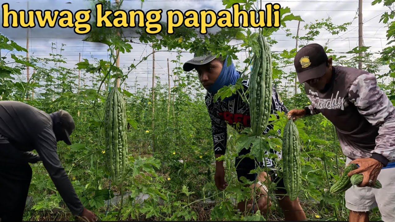 MAGNANAKAW AYAW PAAWAT HUMARVEST