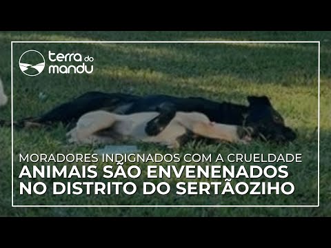 Envenenamento de cães de rua deixa moradores do Sertãozinho indignados