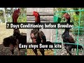 Shamo-Aseel Chicken 7 Days Conditioning Before Breeding-BUHAY PROBENSYA