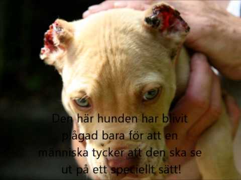 Video: Människor Med Hund-huvuden Och Stora öron: Bisarra Människor Från åldrarna Förflutna - Alternativ Vy