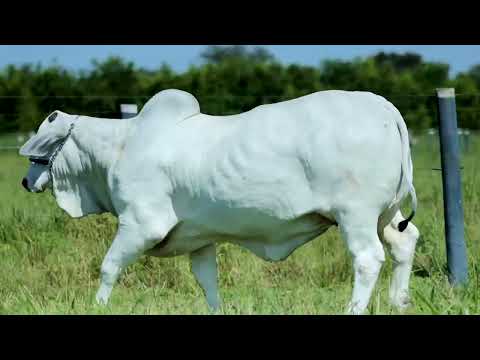 LOTE 87   NELORE MACHADINHO   DIM A1932