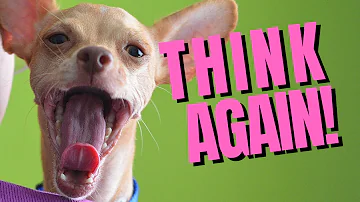 Quanto costa un Chihuahua al canile?