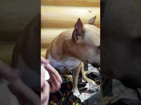 Как чистить уши собаке?! GaidJewel's kennel