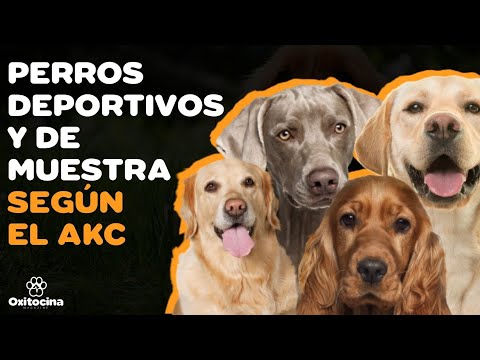 Video: Spaniels Vs. Apuntando perros