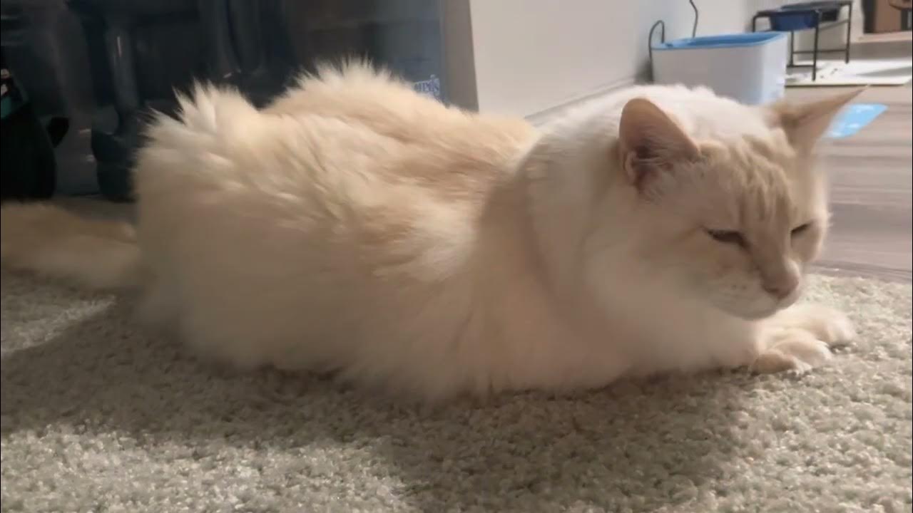 Cat Asthma Attack vs Vomiting/Hairball YouTube