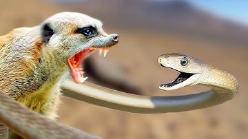 Cuộc Chạm Trán Đầy Kịch Tính Giữa Rắn Mamba và Cầy Mangut