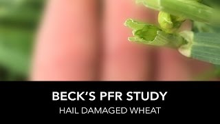 Beck’s PFR Report | Hail Damaged Wheat