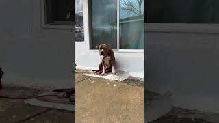 American Pitbull Terrier 11 Months Old