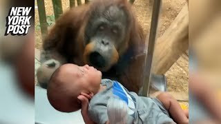 Orangutan ‘smooches’ 3-month-old baby | New York Post