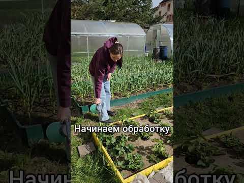 спасаем клубнику от долгоносика
