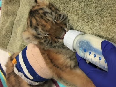 A baby white tiger is fed with a bottle by its minder at the zoo in News  Photo - Getty Images