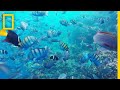 The Galapagos Islands Are a Pristine Paradise | National Geographic