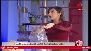 صباح الخير - أفكار عملية لزراعة الفطر المحاري في المنزل 05.12.2020