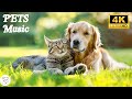 Healing music for stressed dog  cat music that give comfort to pet anxiety relief deep sleep