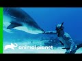 Forrest Collects A Poo Sample From A Bull Shark! | Extinct Or Alive?