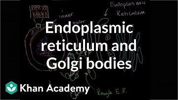 What proteins pass through the Golgi?