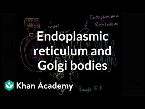 Endoplasmic reticulum and Golgi bodies | Biology | Khan Academy