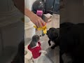 Cute doggie compilation #hadesandposeidon #dogmom #dogsofyoutube #calgary