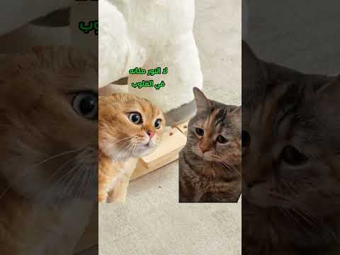سيح الزبدة وشوح الكبدة لايك Cat Comedy