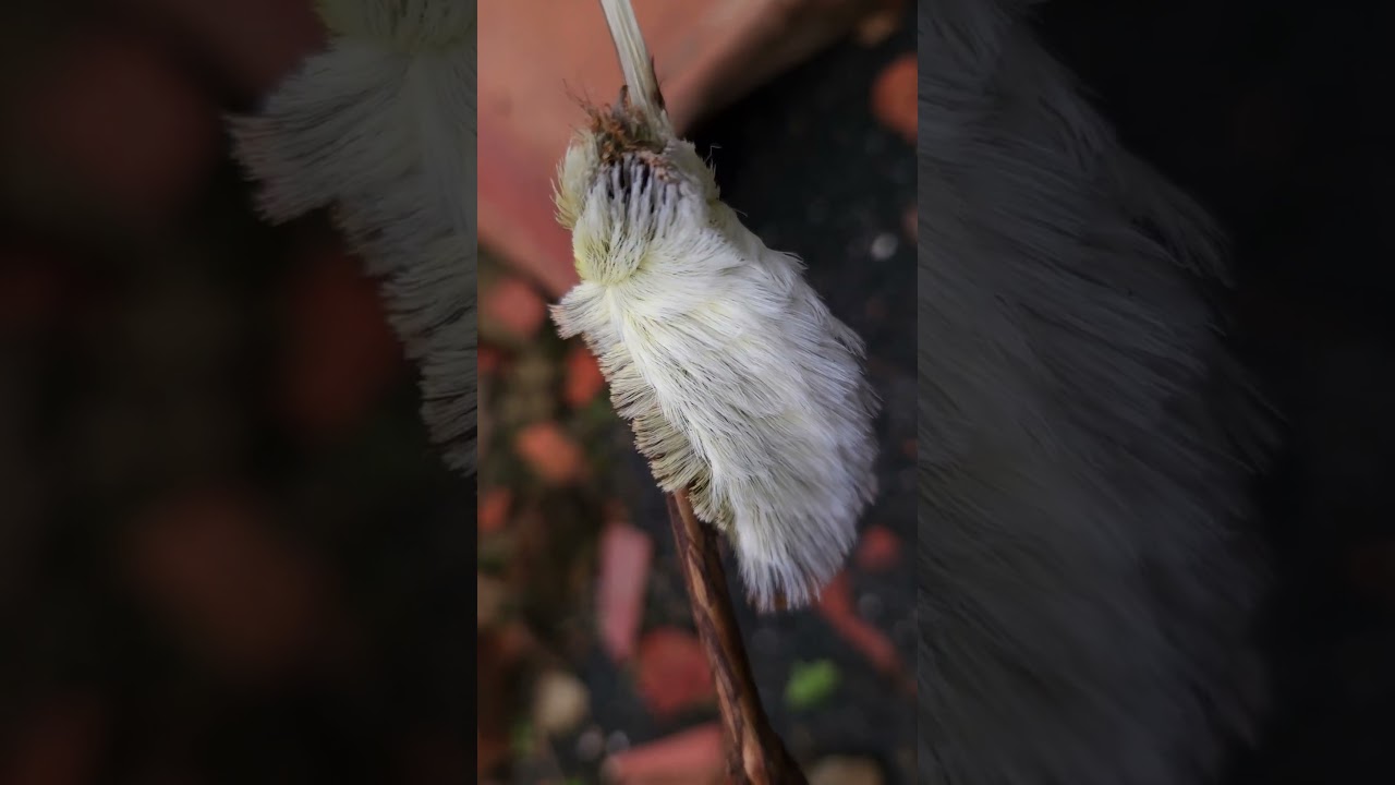 Distancia de seguridad con todos los bichos 