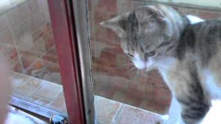 Krivokapic Mjauce Slatkooo