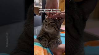 This cat only loves his mommy #shorts #funny #cat