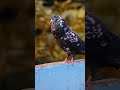 aman bhai ka kabutar nahi brand hai💥💀 #shorts #pigeon #kabootar #kabootarbazzi