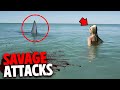 The Most SAVAGE Shark Attacks MARATHON!