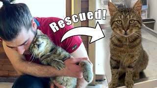 THE CAT RESCUED FROM THE FOREST! (Most Affectionate Cat Ever!) w/ @Menal Çiçek