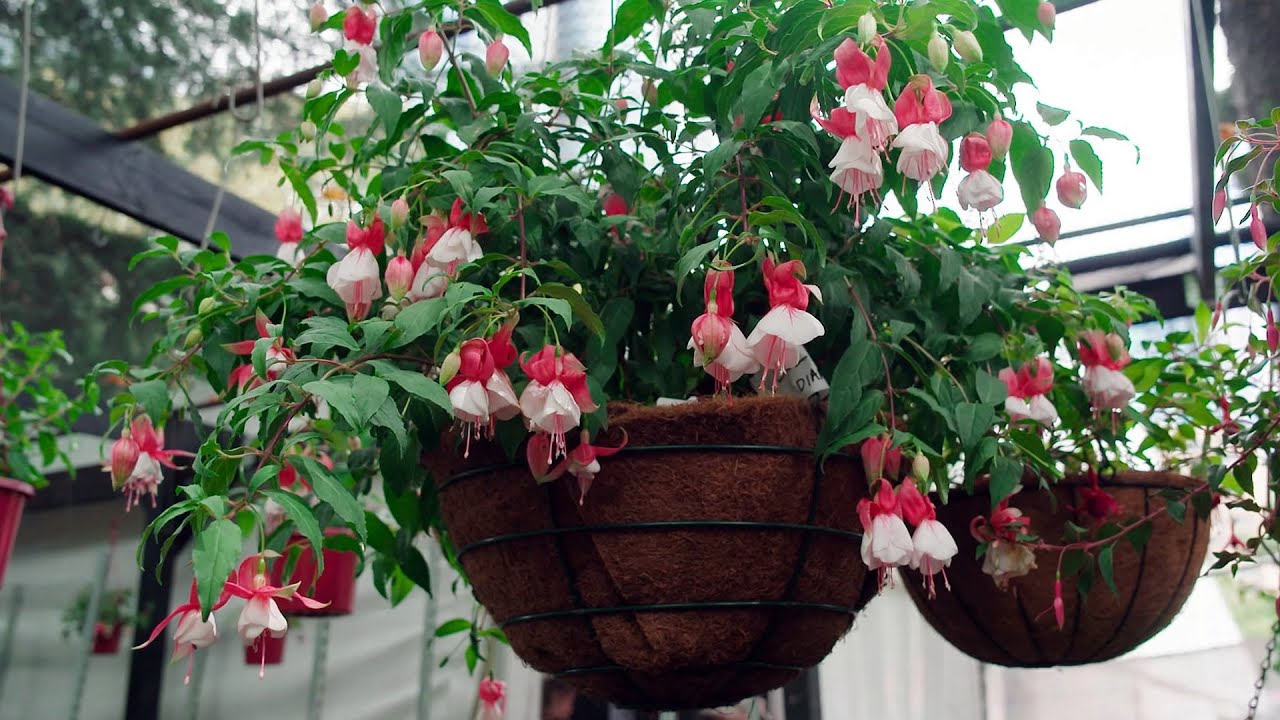 Reliable Hardy Fuchsia For Your Garden