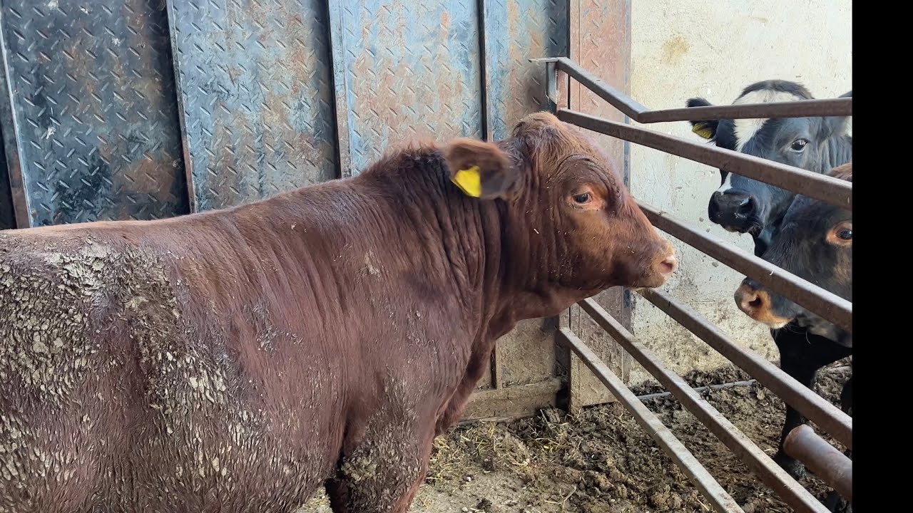 9 10 ve 11 aylık angus melezi buzağılar.Yeni doğan buzağımıza ismini verdik 👍👍👍