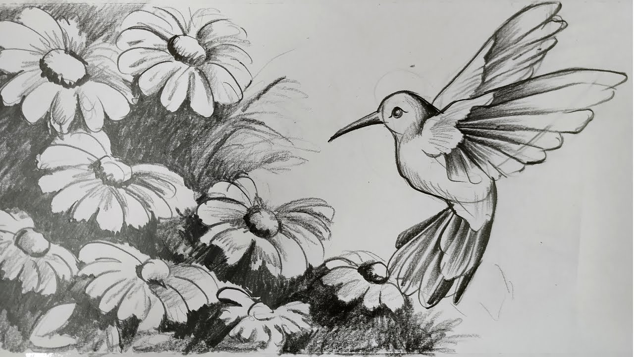 My recent pencil drawing. A cute and beautiful humming bir…