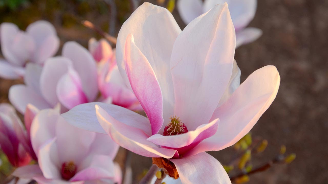 Magnolios de flor primaveral: variedades y características - Decogarden - @Jardinatis