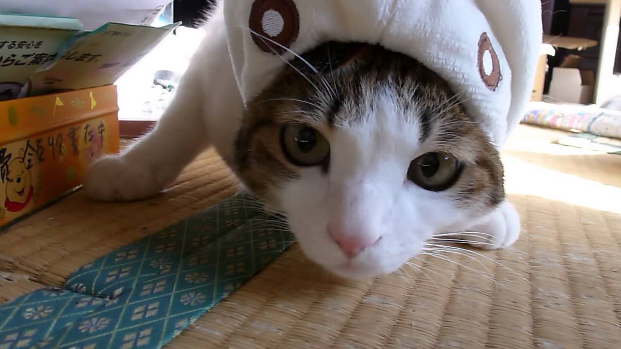 可愛さアップ かぶりものをする かぶり猫 厳選画像集 猫になりたい 猫 パラダイス 可愛さアップ かぶりものをする かぶり猫 厳選画像集 猫になりたい 猫 パラダイス