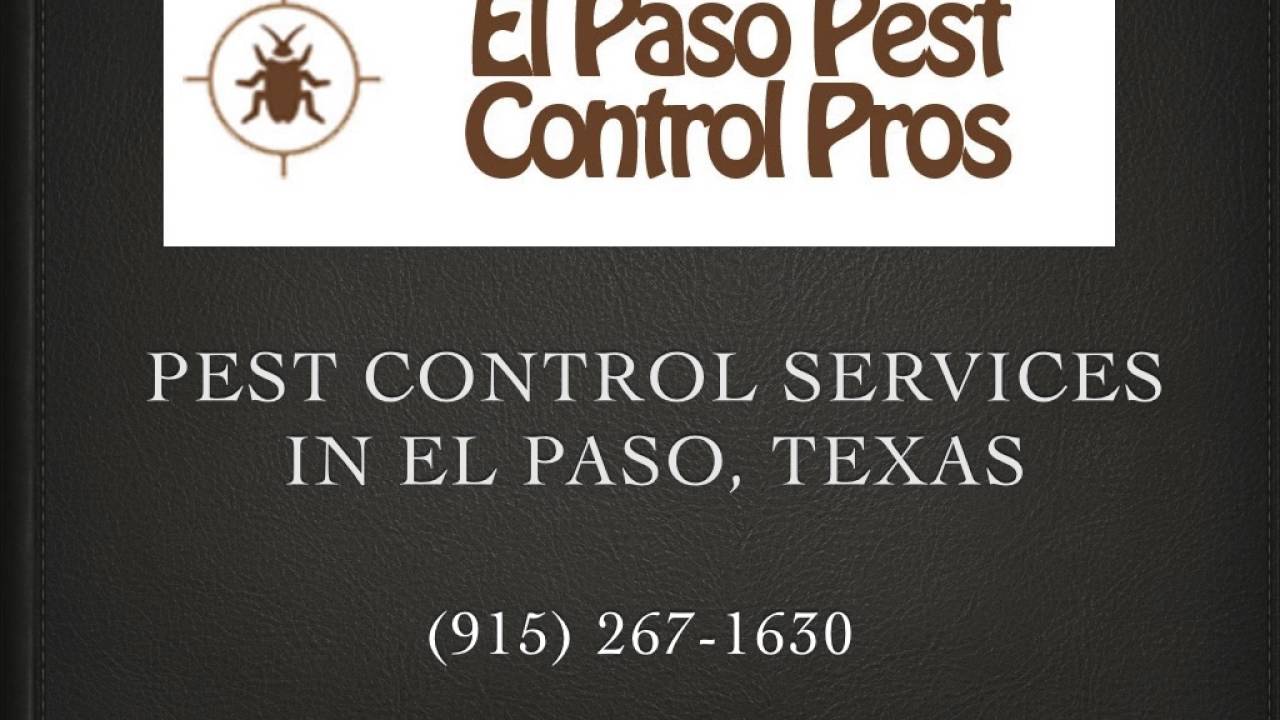 Bed Bug Exterminator in El Paso El Paso Pest Control Pros YouTube