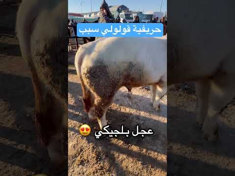 عجل بلجيكي سنن لحليب