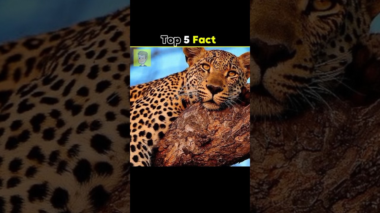 Top 5 Unknown Facts 🤯 