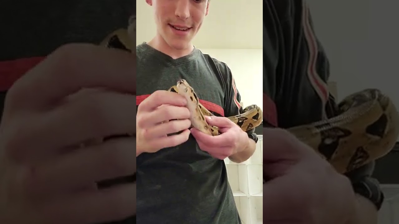 Showing off this stunning parahet het blood male, available!! Links in bio. Appreciate you all!