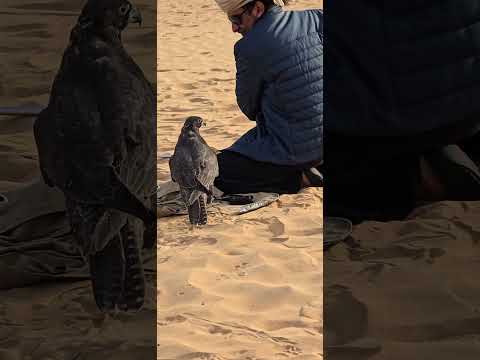 Falcon /National Imlam Dubai/Birds/Youtube Short/Viral Vedeo/info With Sagar